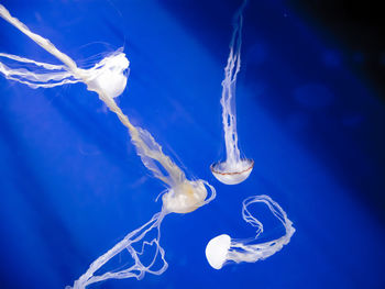 Close-up of jellyfish in sea