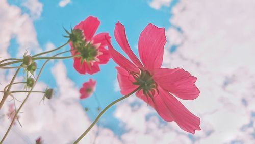 Low angle view of pink flowers blooming against sky