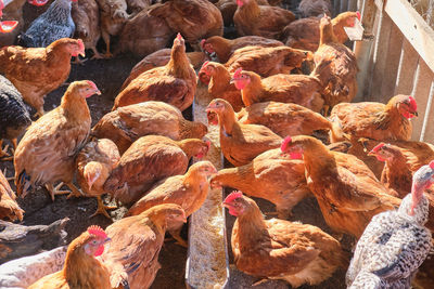 High angle view of birds