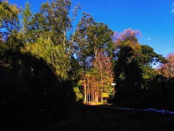 Low angle view of trees against clear blue sky