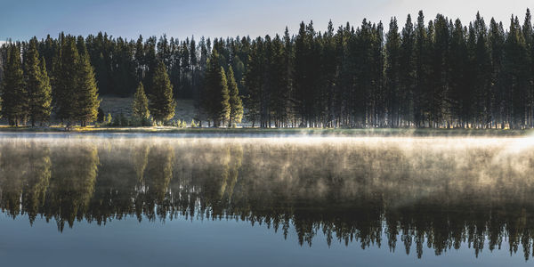Reflection of trees on lake in forest