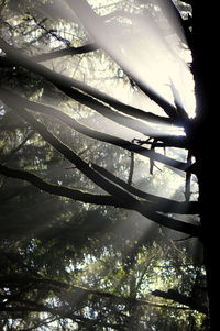 Low angle view of trees against sky