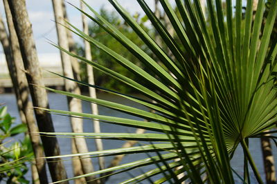 Close-up of palm tree