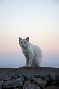 Cat standing on rock against sky during sunset