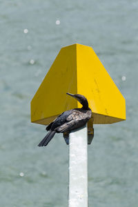 Close up of yellow flower