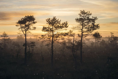 Silhouette trees on field against sky during sunset