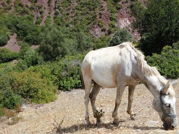 Horse grazing on field by mountain