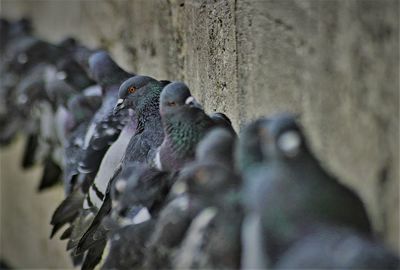 Close-up of pigeon perching on wall