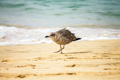 Seagull perching on a beach