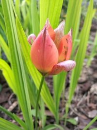 Close-up of flower blooming outdoors