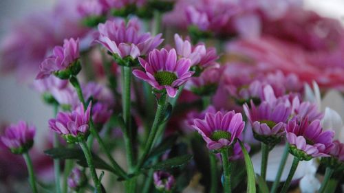 Close-up of pink flowering plants