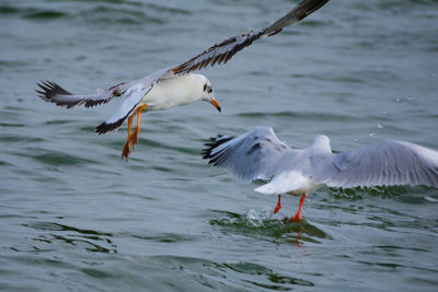 Seagulls flying over sea