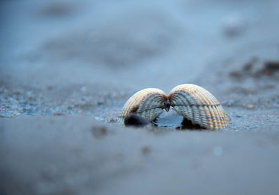 Close-up of seashell on beach