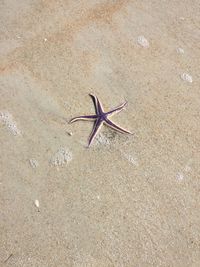 High angle view of starfish at beach