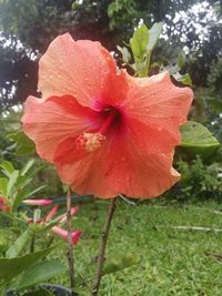 Close-up of red hibiscus flower