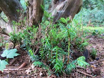 Trees growing in forest