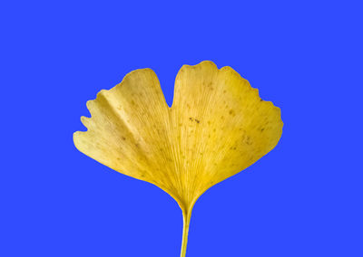 Close-up of yellow leaf against blue background