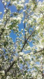 Low angle view of tree against blue sky