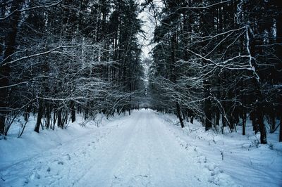 Snow covered road amidst trees in forest during winter