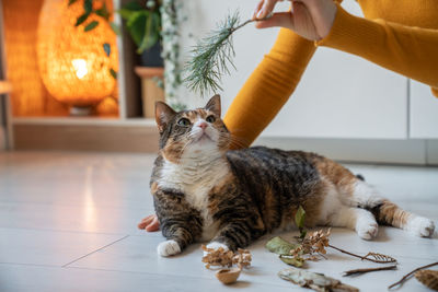 Close-up of cat sitting on table