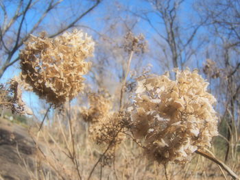 Low angle view of flowering plants on field against sky