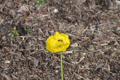 Close-up of yellow flower growing in field