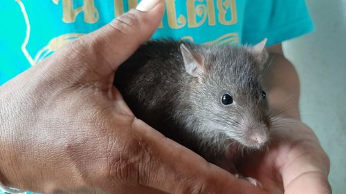 Midsection of man holding mouse