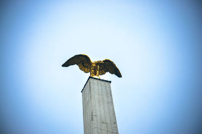 Low angle view of eagle on wooden post against sky