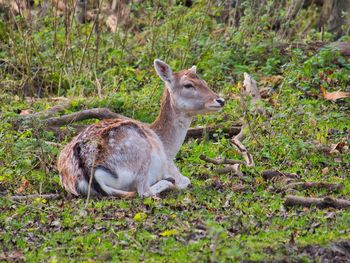 Portrait of deer standing on land