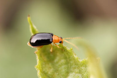 Close-up of ladybug on plant