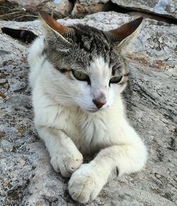 Close-up of stray cat relaxing on rock
