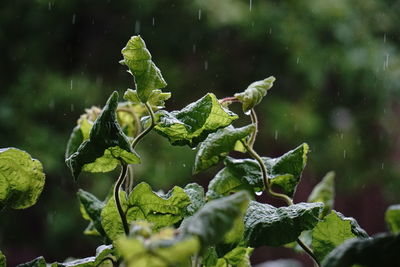 Close-up of raindrops on leaves