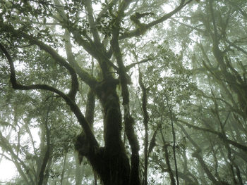 Low angle view of trees in forest