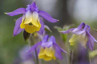 Close-up of purple flowering plant