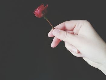 Close-up of hand holding flower over black background