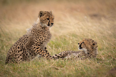 View of cheetah cubs at field