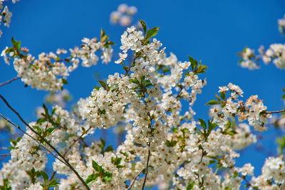 Low angle view of cherry blossoms against blue sky