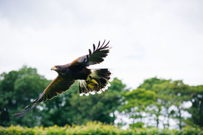 Low angle view of eagle flying against sky