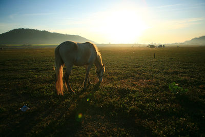 Horse grazing on field against sky during sunset