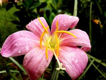 Close-up of wet pink day lily blooming outdoors