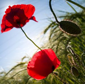 Close-up of red poppy flower