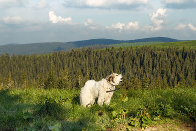 Pyrenean mountain dog barking on slope scenic photography