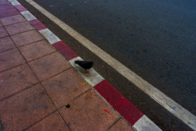 High angle view of cat on street