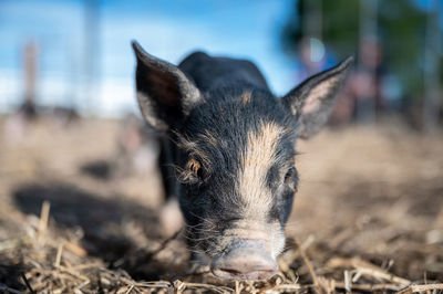 Close-up of an animal on field