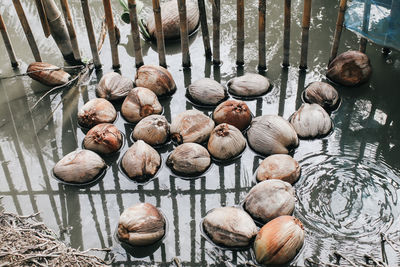 High angle view of coconuts in water