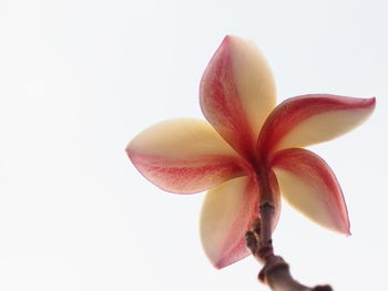 Close-up of frangipani against white background