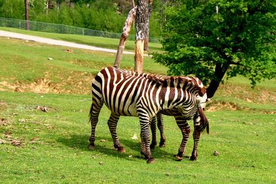 Zebra standing in a field