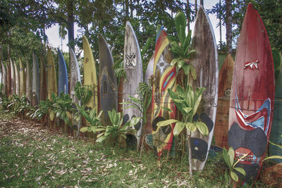 Plants and trees in park