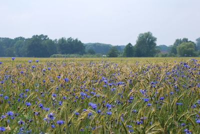 Scenic view of flowering field against sky