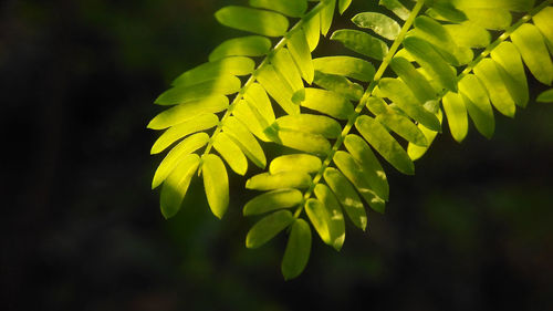 Close-up of fern